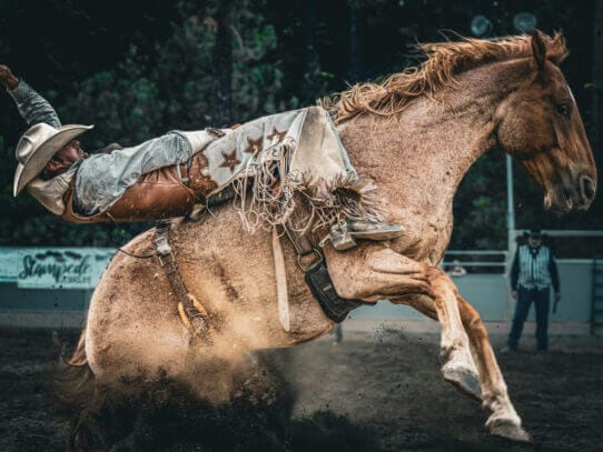 Capturing Nature: Wildlife Photographer Alex Bogaard on Visual Storytelling, Conservation, and His Remarkable Journey - An Interview by Joseph DeAcetis